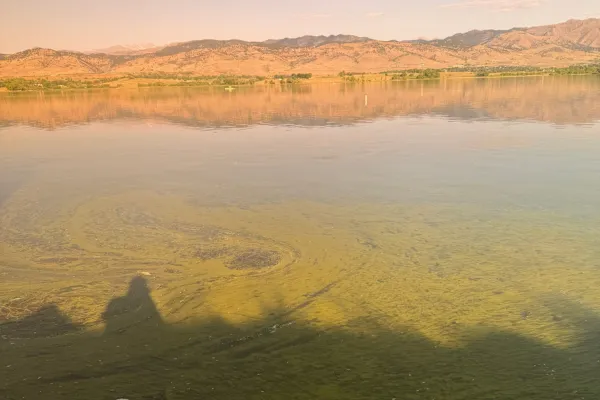 potentially harmful algae bloom