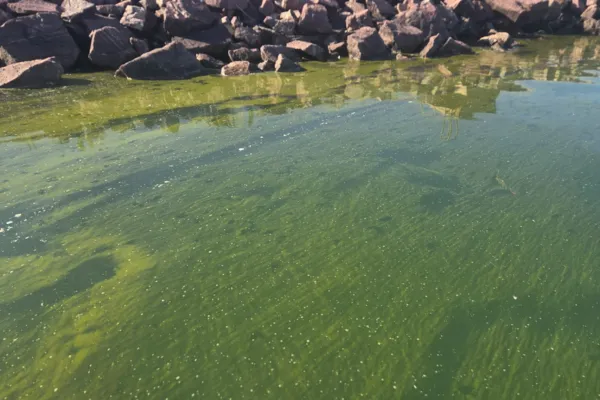 potentially harmful algae bloom