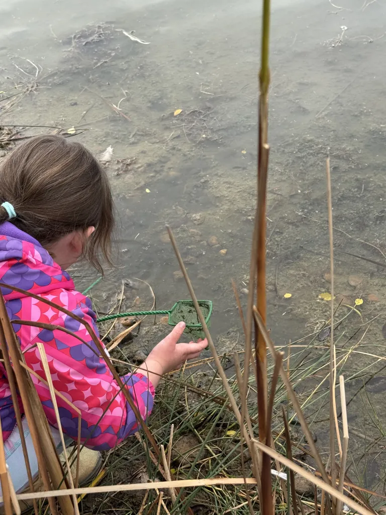 A girl in a pink jacket uses a small green net in Sawhill Ponds