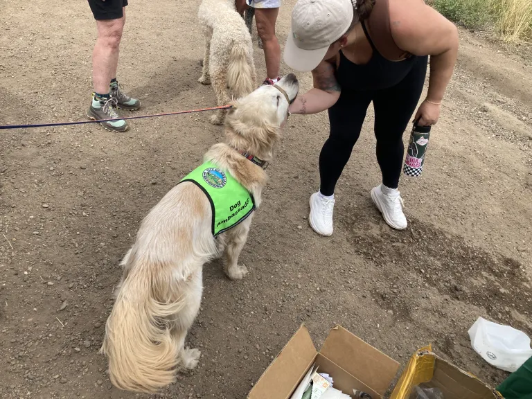 A white dog in a green volunteer vest looking up a person petting them.