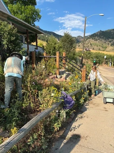 A couple people in a garden next to a building, bending over and weeding.
