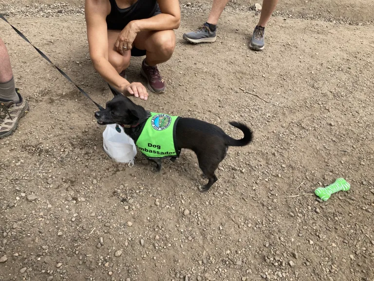 A small black dog in a green volunteer vest with a bag of trash attached to it's collar.