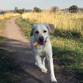 Dog running on a Trail