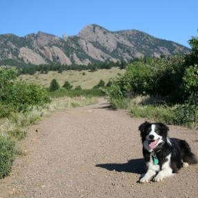 Dog on trail