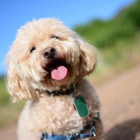 Dog on a trail