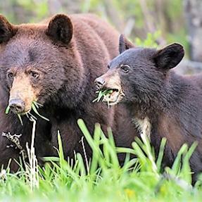 Bears eating grass