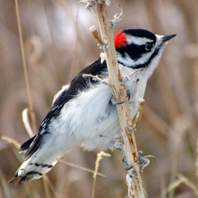 Downy Woodpecker at Doudy Draw