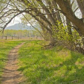 Cottonwood Trail in spring