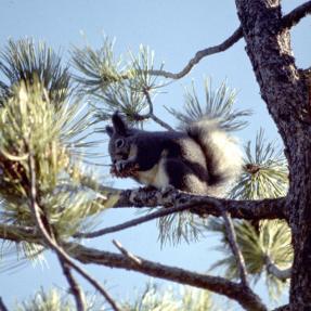 Abert's Squirrel in tree