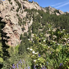 Flowers along Bear Canyon Trail