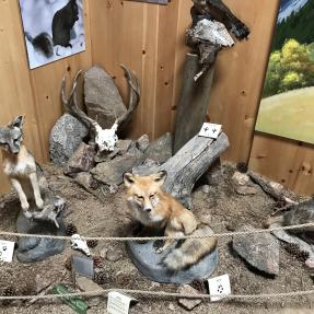 Display at the Flagstaff Nature Center