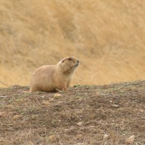 Prairie dog on city open space
