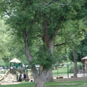 big tree and playground and park stone shelter