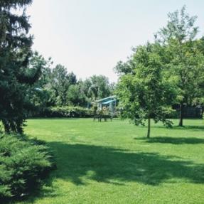 Large pine trees and open grass area with paths