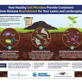 Infographic showing how healthy microbes provide slow release nourishment to lawns
