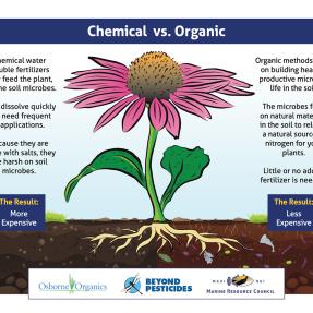 Infographic showing the difference between chemical versus organic fertilizers