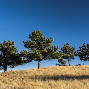 Trees on Boulder Open Space