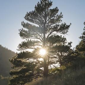Tree on Boulder Open Space and Mountain Parks with the sun shining through
