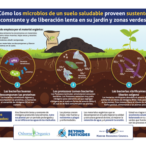 Infografía que muestra cómo los microbios saludables proporcionan nutrientes de liberación lenta al césped.