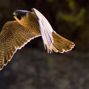 Peregrine falcon in flight