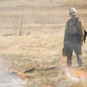 A picture of a firefighter supervising a prescribed burn