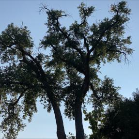 Cottonwood tree on Pearl St to be removed