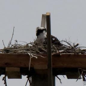 Osprey nest on new platform