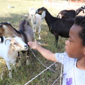 Goats eat weeds at Harlow Platts Community Park
