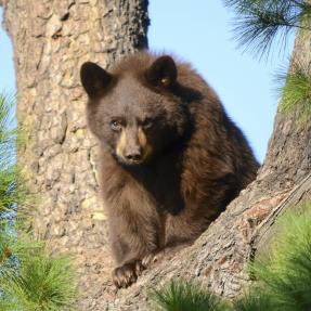 A black bear cub in a pine tree