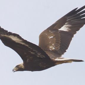 Juvenile golden eagle in flight