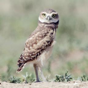Adult Burrowing Owl perched on ground, looking into camera.