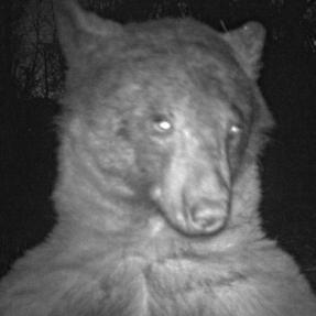 a bear using a city of boulder wildlife camera to take a selfie
