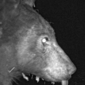 a bear using a city of boulder wildlife camera to take a selfie