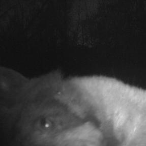 a bear using a city of boulder wildlife camera to take a selfie