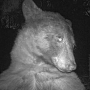 a bear using a city of boulder wildlife camera to take a selfie