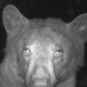 A bear posing for a selfie in front of a City of Boulder wildlife camera