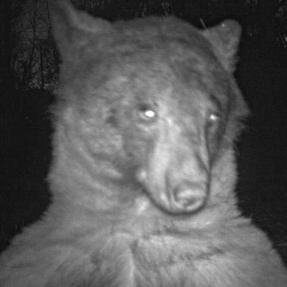 a bear using a city of boulder wildlife camera to take a selfie