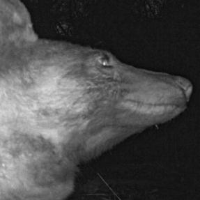 A bear posing for a selfie in front of a City of Boulder wildlife camera