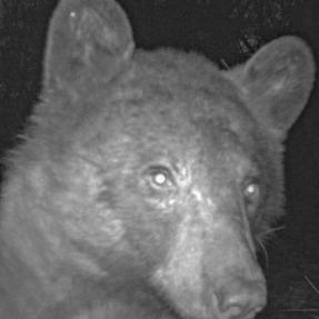 a bear using a city of boulder wildlife camera to take a selfie