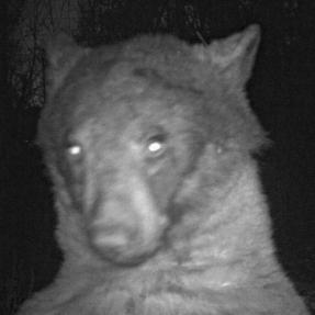 a bear using a city of boulder wildlife camera to take a selfie