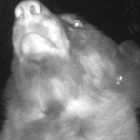 A bear using a city of boulder wildlife camera to take a selfie