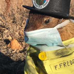 Flatiron Freddy to make his prediction on Groundhog Day