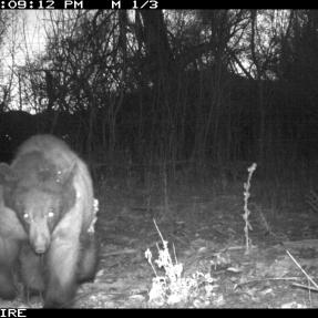 A bear approaching a city of boulder wildlife camera