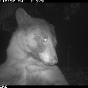 A bear posing for a selfie in front of a City of Boulder wildlife camera