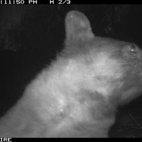 A bear posing for a selfie in front of a City of Boulder wildlife camera