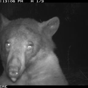 A bear posing for a selfie in front of a City of Boulder wildlife camera