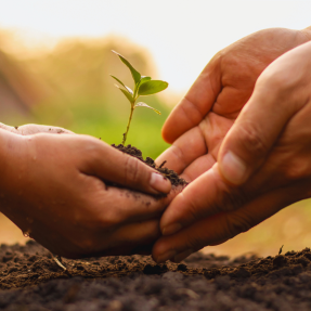 Child and adult hands holding soil with a sprout in it. 
