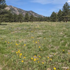 Flatirons Vista South Trail in spring
