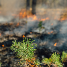 wildfire risk reduction CWPP