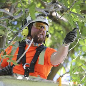 Forestry staff pruning trees at Saluting Branches